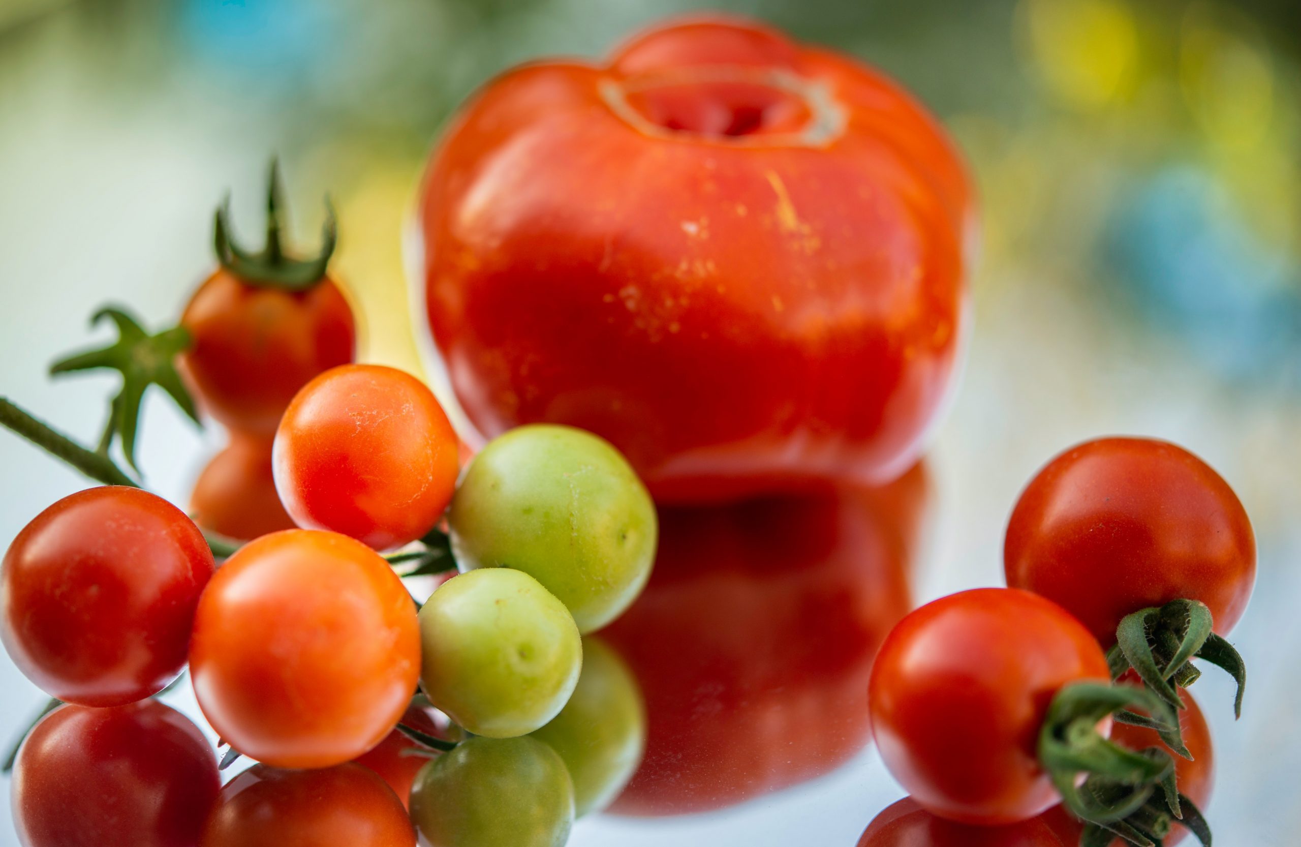 Lush tomatoes